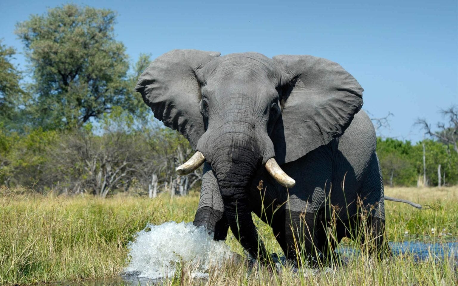 Safaris